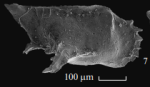 Holotype of Pedicythere longispinum Karpuk & Tesakova, 2013
