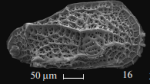 Holotype of Deroocythere stafeevi<i/> Karpuk & Tesakova, 2013