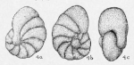Nonionella miocenica Cushman, 1926