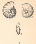 Anomalina ammonoides var. acuta Plummer, 1927
