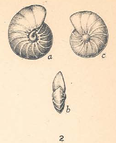 Anomalina ammonoides var. acuta Plummer, 1927 Anomalina ammonoides var. acuta Plummer, 1927