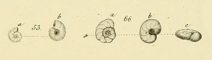 Rosalina ammonoides Reuss, 1844