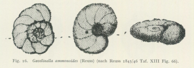 Gavelinella ammonoides (Reuss, 1844)