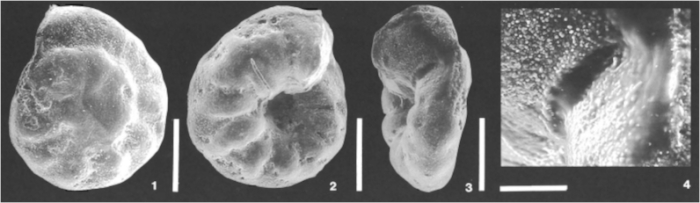 Discorbina pertusa Marsson, 1878 Discorbina pertusa Marsson, 1878