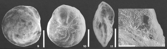 Discorbina gracilis Marsson, 1878 Discorbina gracilis Marsson, 1878