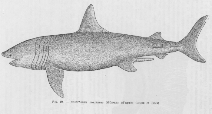 Poll (1947, fig. 019) Poll (1947, fig. 019)
