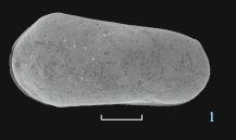 Holotype of Aaleniella franzi Tesakov, E. M, 2022