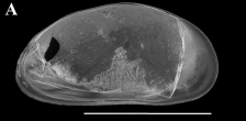 Holotype of Lithocypris peyia  MARTENS, K.: NADINY MARTINS, NA: PÁLL-GERGELY, B. & HIGUTI, J. 2023