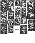 Chromista - Foraminifera (foraminifers)