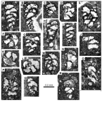 Voloshinoides simplex Schlagintweit, Steuber & Alteneiji, 2024