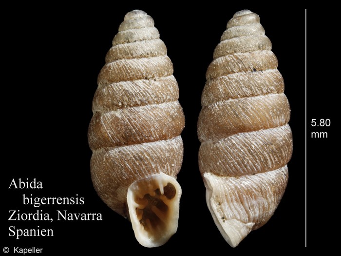 Abida bigerrensis Abida bigerrensis