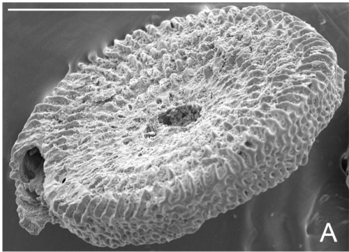 Raskiniella plana (Wiesner, 1931)