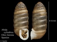 Abida cylindrica