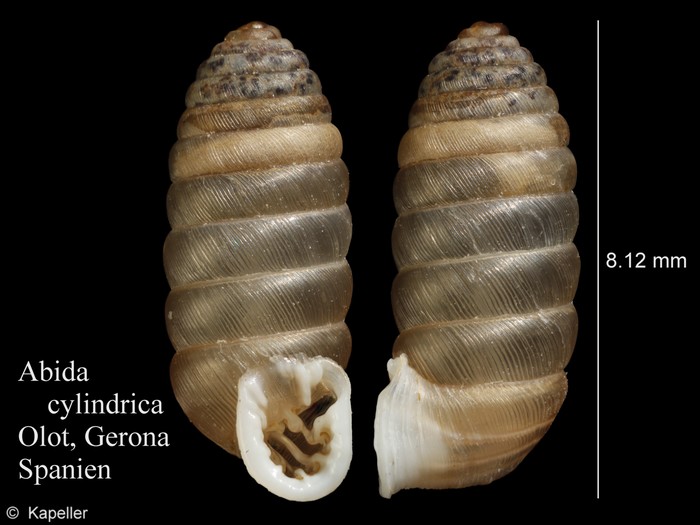 Abida cylindrica Abida cylindrica