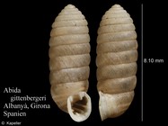 Abida gittenbergeri