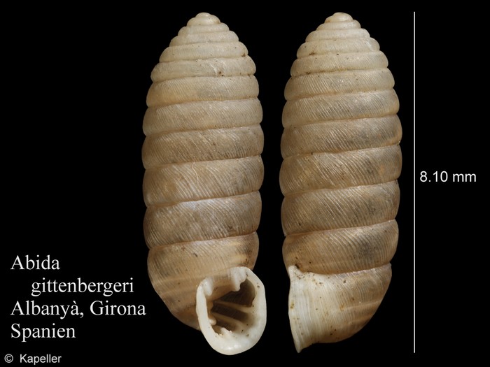 Abida gittenbergeri Abida gittenbergeri