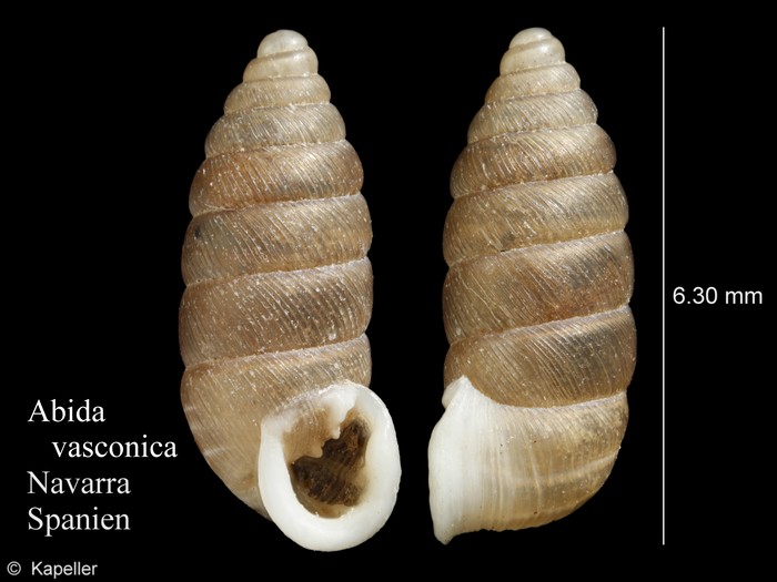 Abida vasconica Abida vasconica