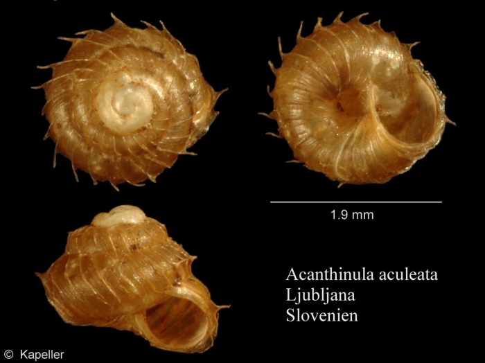 Acanthinula aculeata Acanthinula aculeata