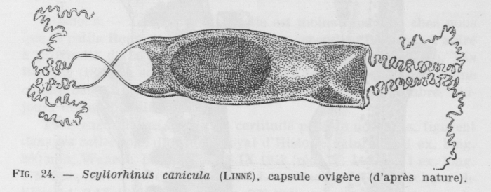 Poll (1947, fig. 024) Poll (1947, fig. 024)