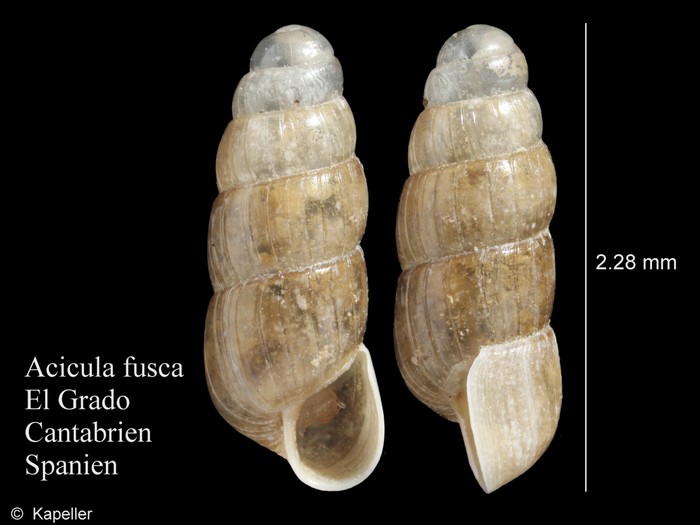 Acicula fusca Acicula fusca