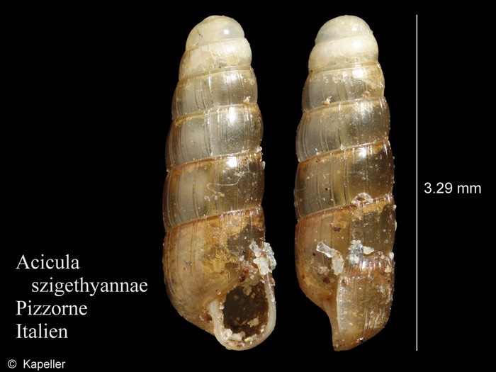 Acicula szigethyannae Acicula szigethyannae