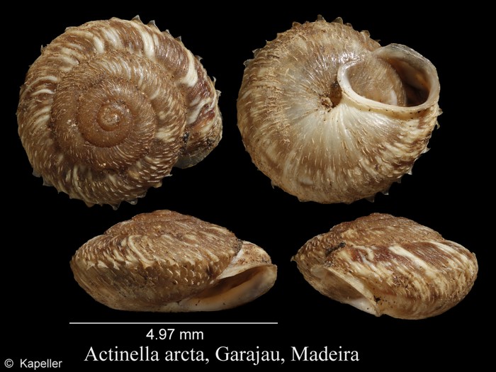 Actinella arcta