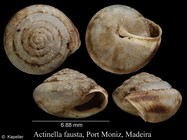 Actinella fausta