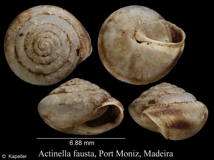 Actinella fausta Actinella fausta