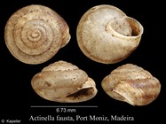 Actinella fausta