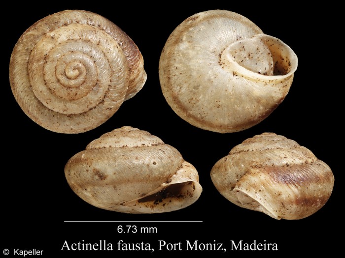 Actinella fausta