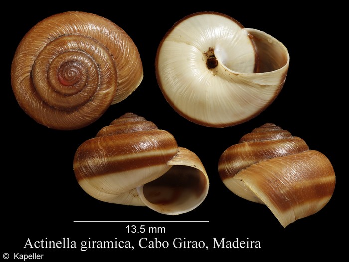 Actinella giramica Actinella giramica