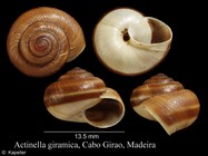 Plebecula giramica