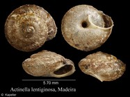 Actinella lentiginosa