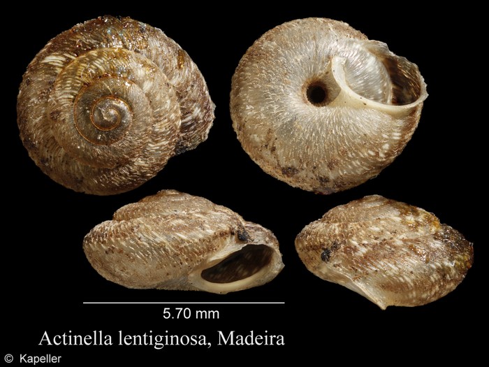 Actinella lentiginosa Actinella lentiginosa