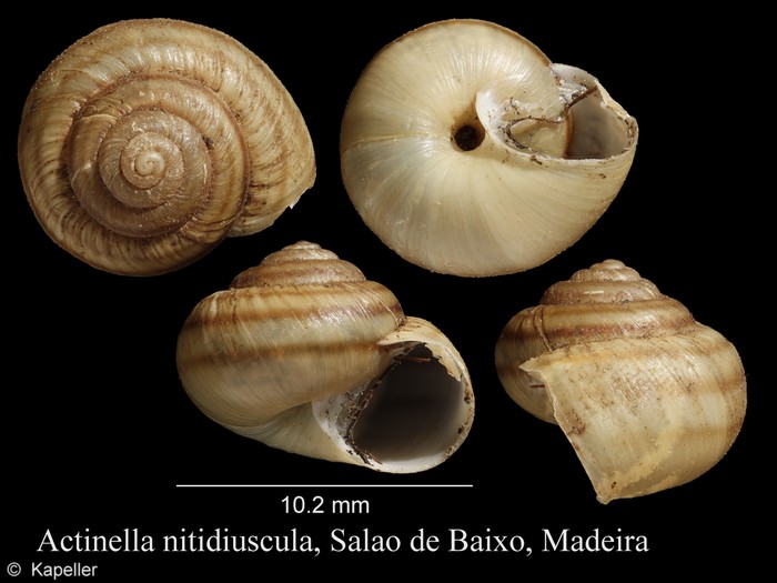 Actinella nitidiuscula