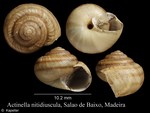Plebecula nitidiuscula