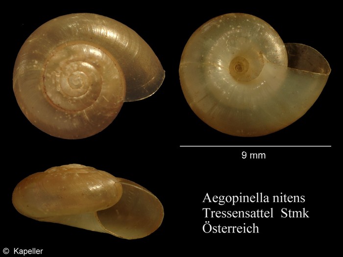 Aegopinella nitens