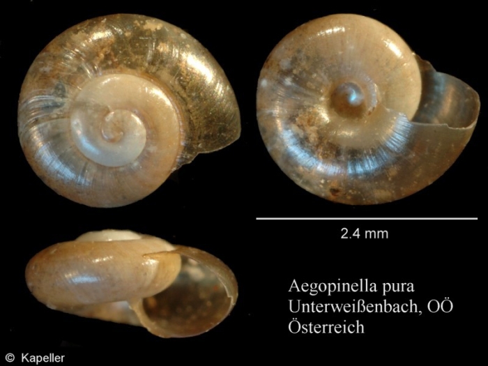 Aegopinella pura