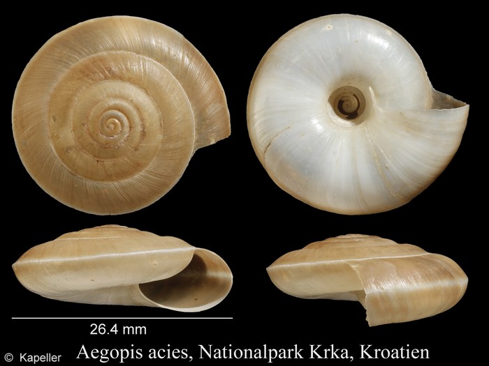 Aegopis acies Aegopis acies