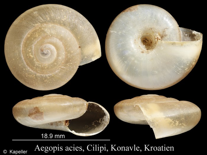 Aegopis acies Aegopis acies