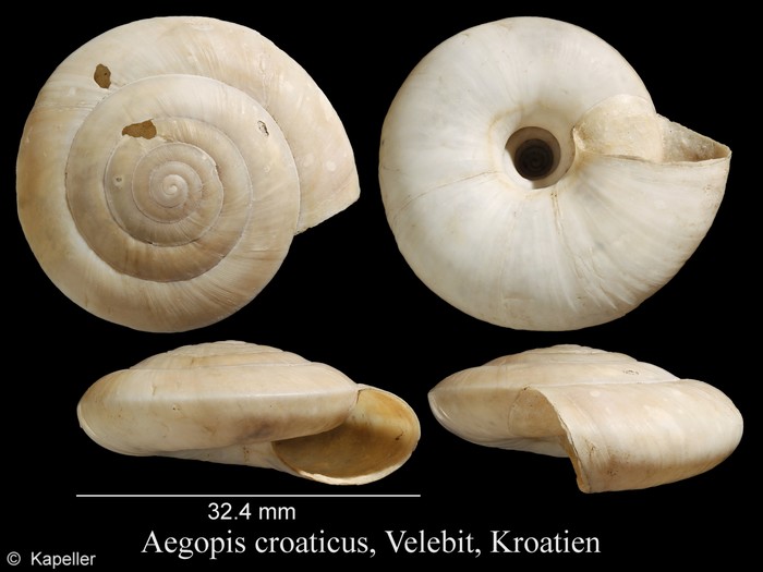 Aegopis croaticus