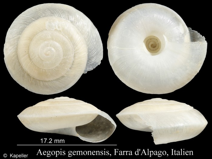 Aegopis gemonensis Aegopis gemonensis