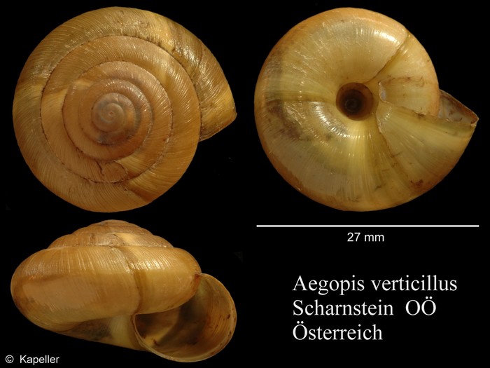 Aegopis verticillus