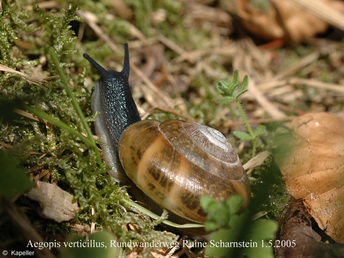 Aegopis verticillus