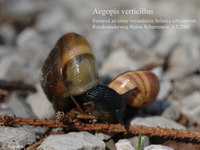 Aegopis verticillus