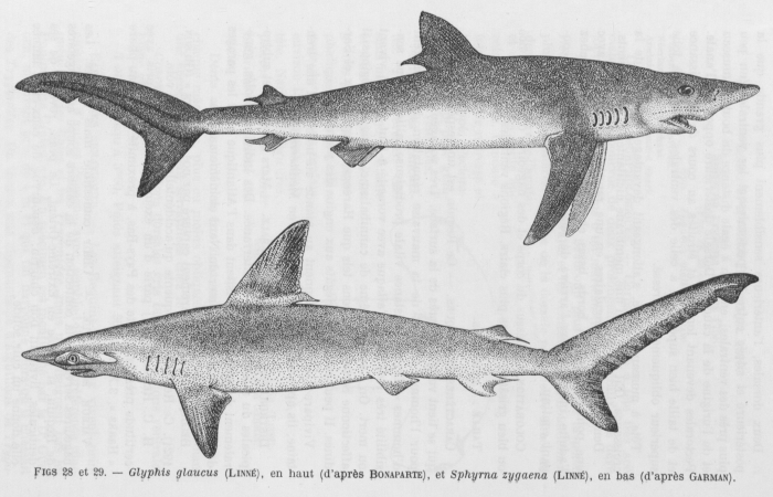 Poll (1947, fig. 028 & 029)