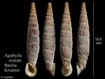 Agathylla exarata