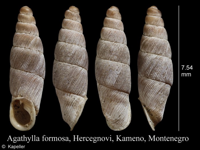 Agathylla formosa Agathylla formosa