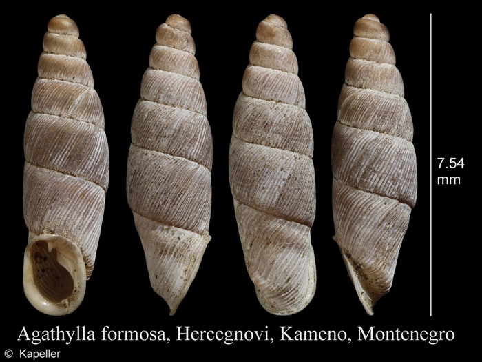 Agathylla formosa