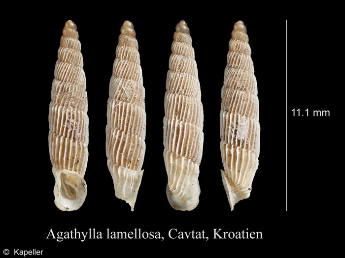 Agathylla lamellosa